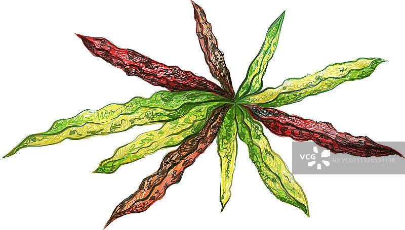 黄绿色变叶木植物图片素材