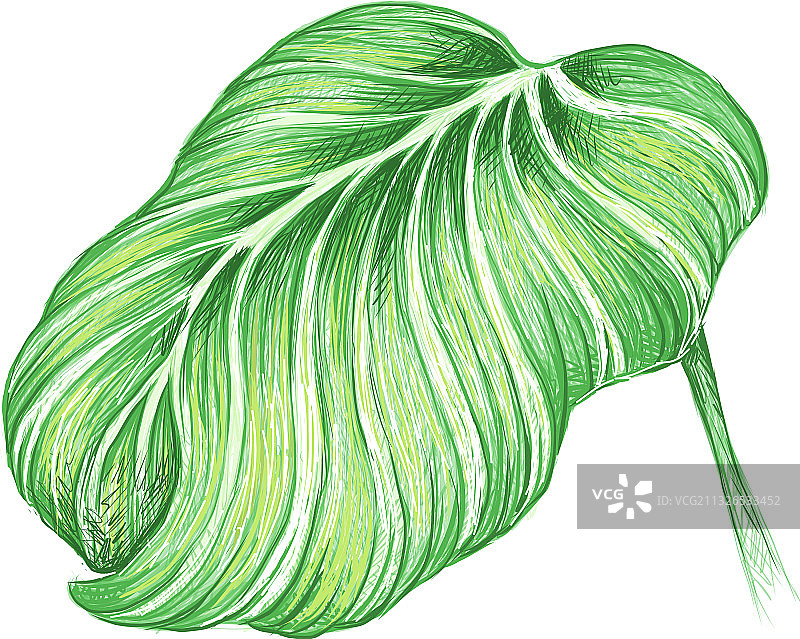 竹芋或孔雀竹芋图片素材