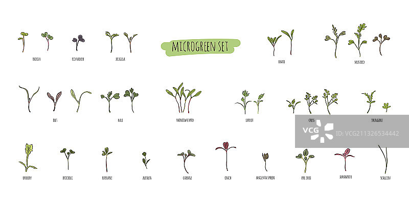 微型蔬菜香草合集 - 胡萝卜图片素材