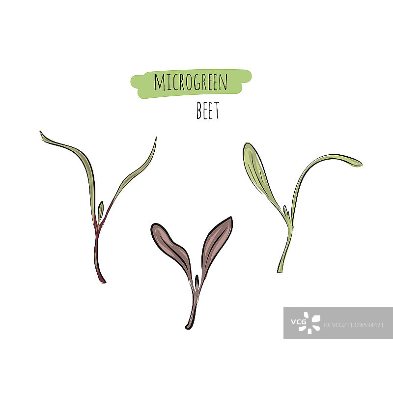 手绘甜菜苗图片素材