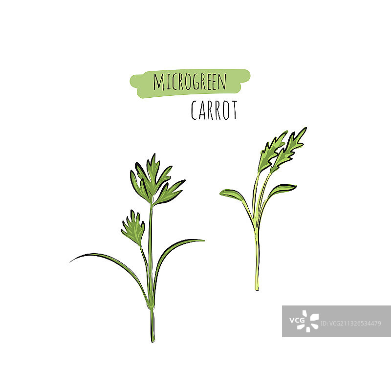 手绘胡萝卜苗图片素材