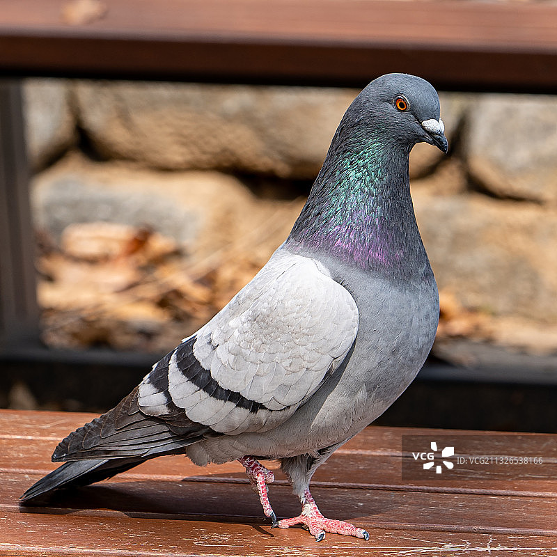 一只漂亮的鸽子图片素材