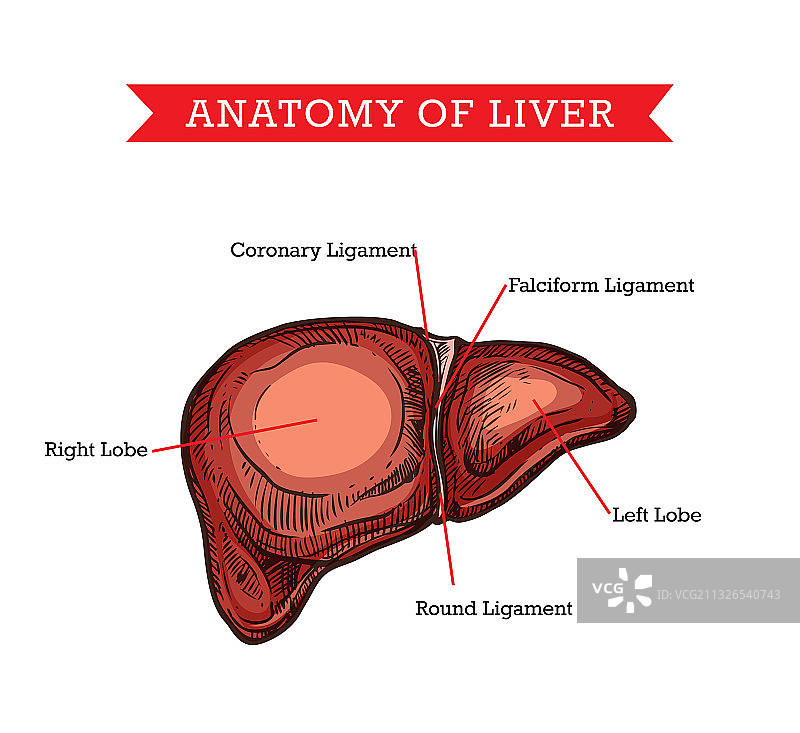 人体肝脏解剖医学辅助示意图图片素材