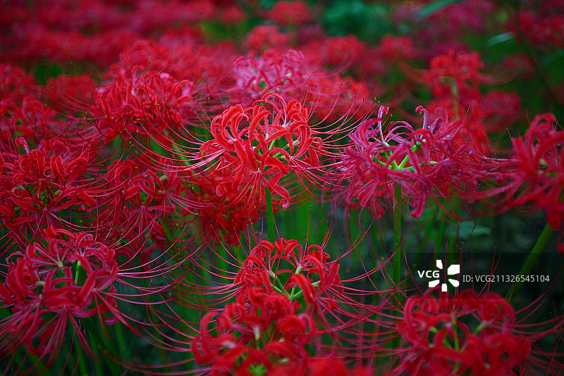 彼岸花图片素材
