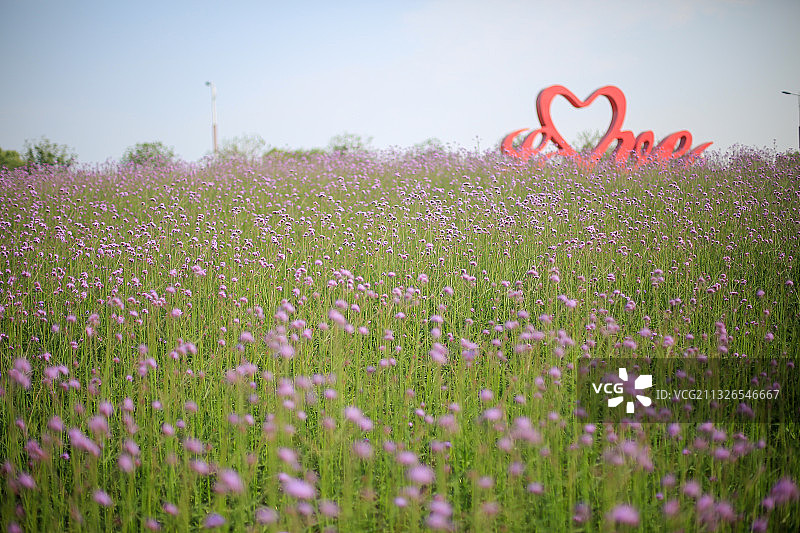 苏州市西京湾花海风景图片素材