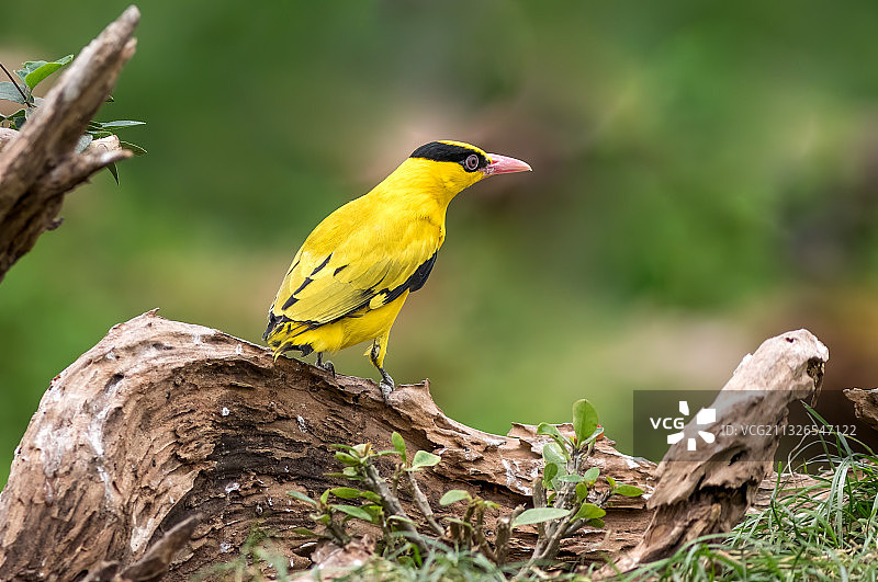 黑枕黄鹂图片素材