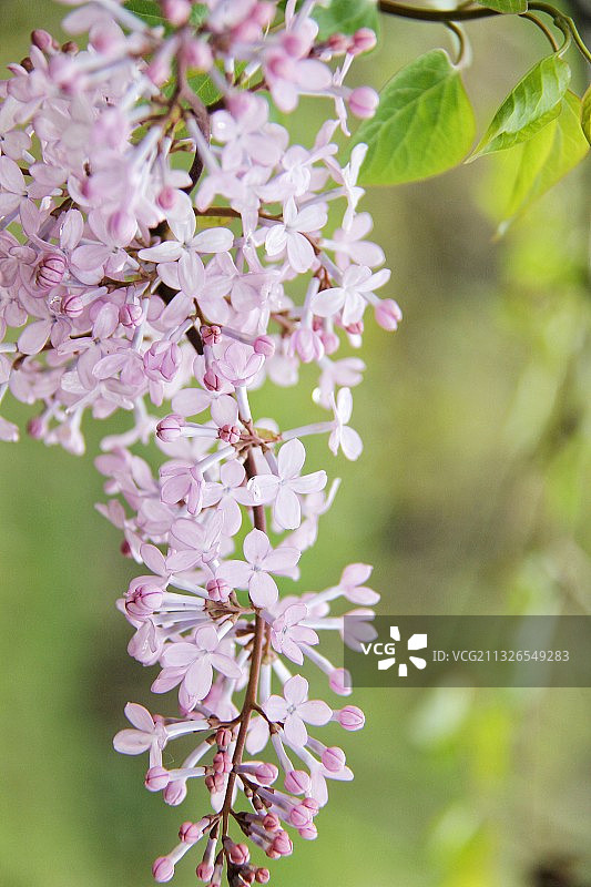 紫丁香图片素材