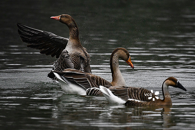 三人行图片素材