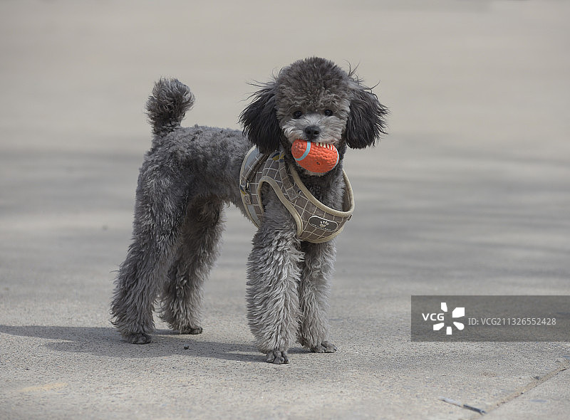 泰迪犬图片素材