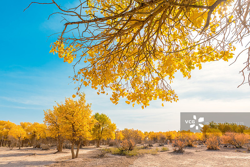 额济纳旗四道桥金秋胡杨林图片素材