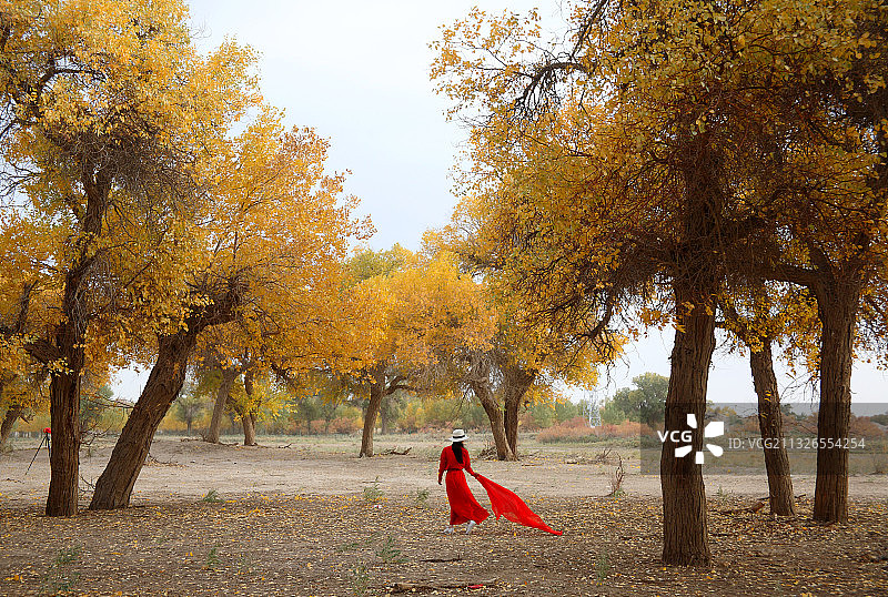 额济纳胡杨林图片素材