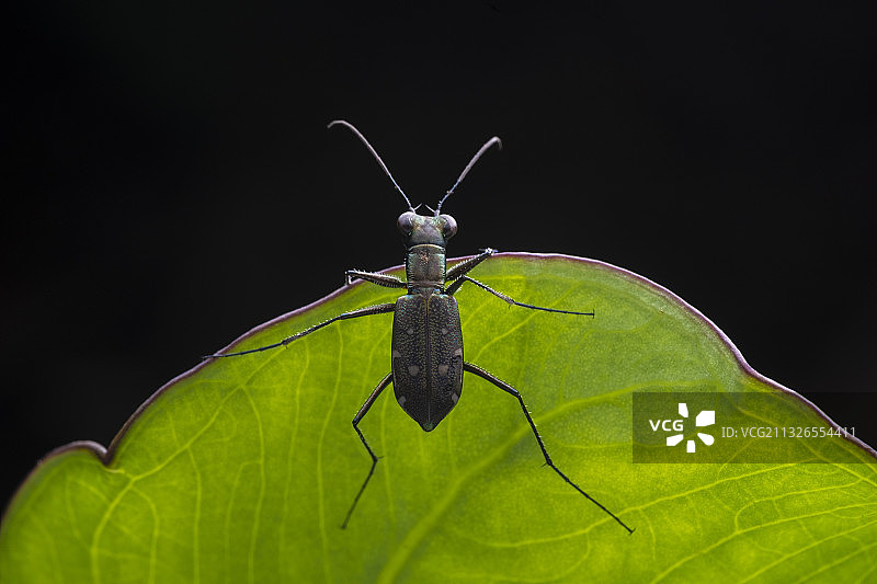 金斑虎甲图片素材