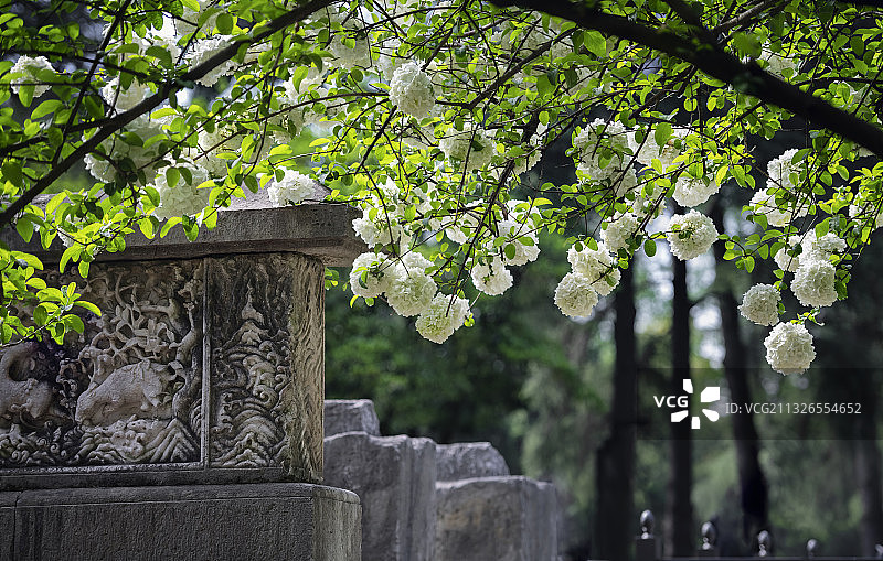 南京午朝门遗址公园盛开的中华木绣球花图片素材