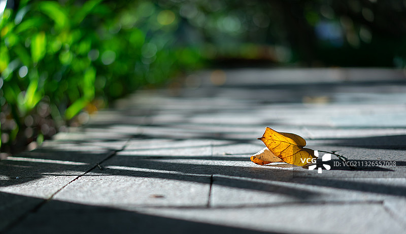 斜阳里的黄色落叶图片素材