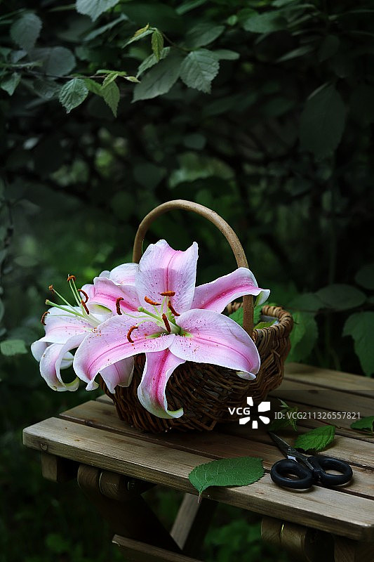 百合花图片素材