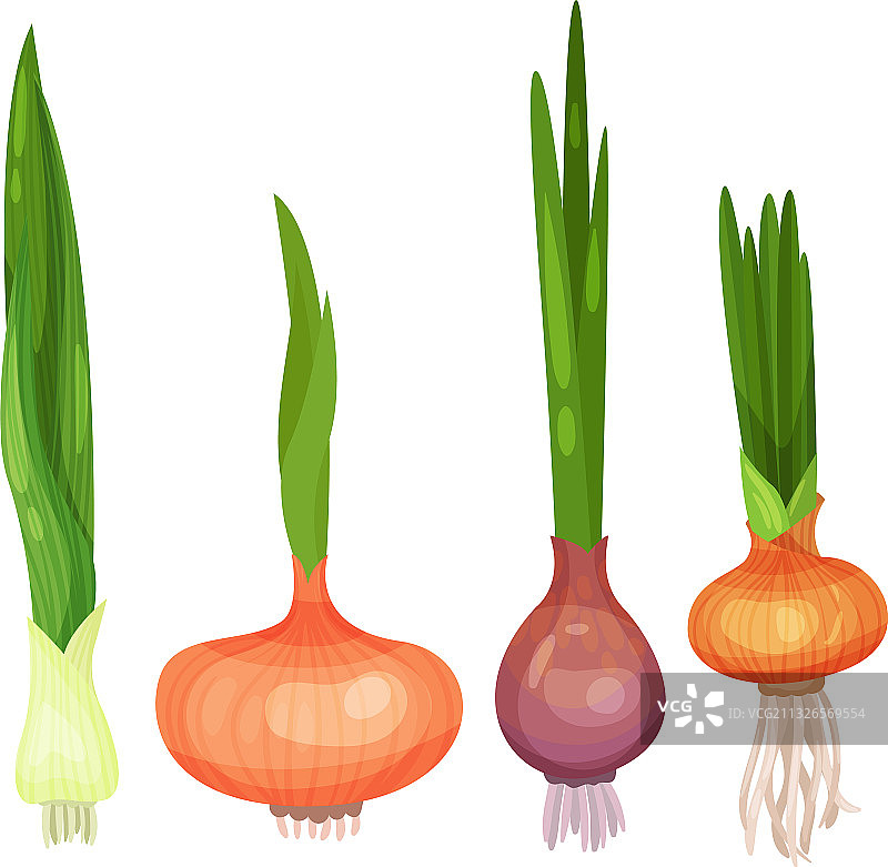 带茎的洋葱鳞茎蔬菜图片素材