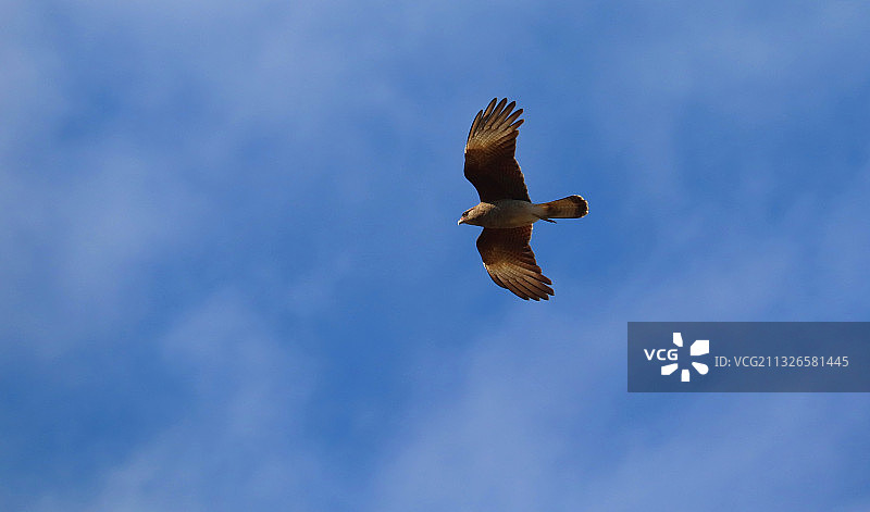 布宜诺斯艾利斯，飞翔中的叫隼或类似的鸟图片素材