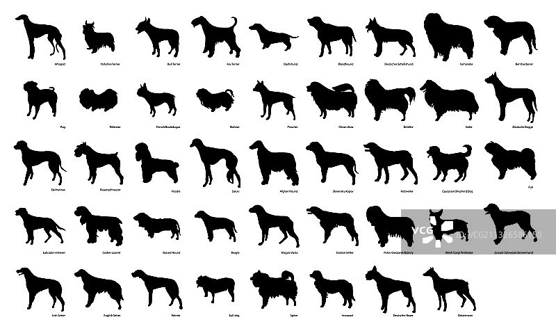 可爱的纯种犬品种合集图片素材