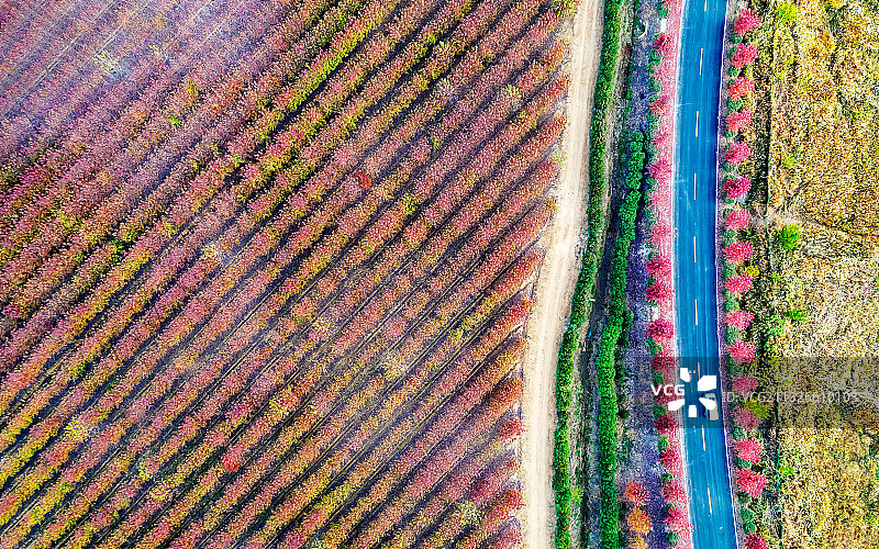 枫彩画卷图片素材