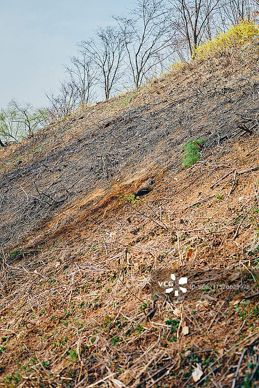 荒地植树节山景图片素材