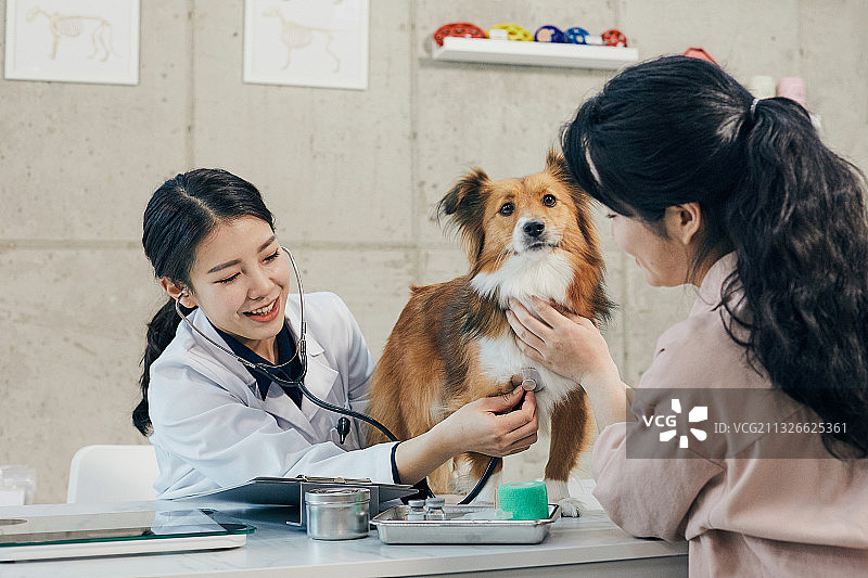 宠物医院里检查的女性和宠物狗图片素材