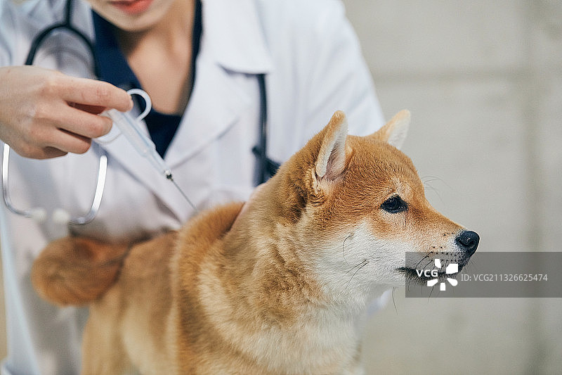 女人宠物医院检查治疗图片素材