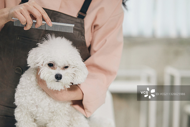 宠物狗美容师给幼犬剪毛图片素材