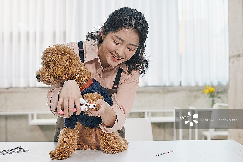 小狗、宠物、狗狗美容师、动物耳朵、消毒、宠物护理图片素材