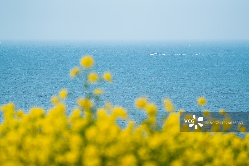 春天油菜花田济州岛旅行风光图片素材
