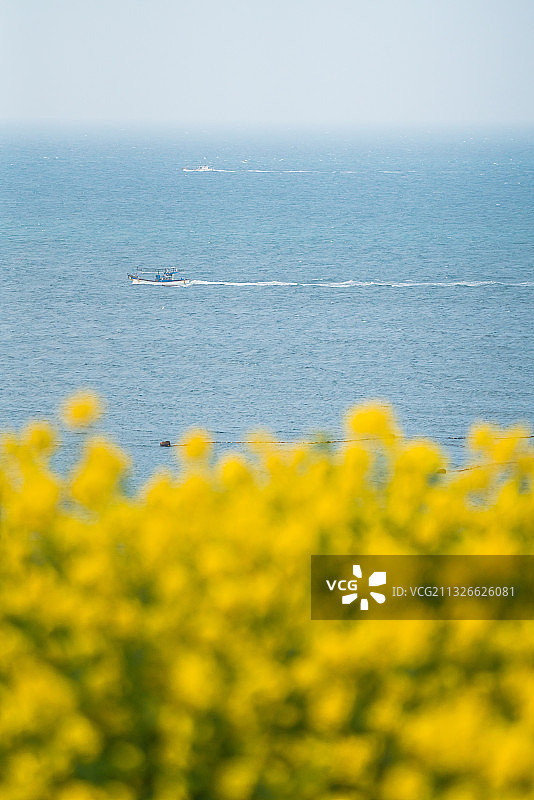 春天油菜花田济州岛旅行风光图片素材