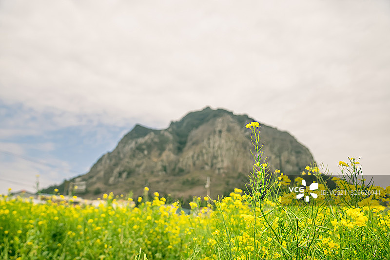 春天油菜花：济州岛济州市国内旅游花卉花田山房山图片素材