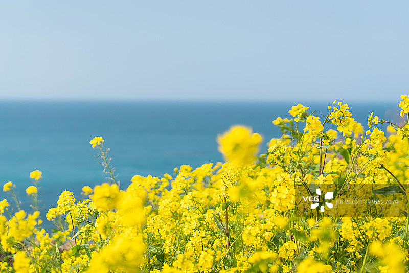 春天油菜花：济州岛济州市国内旅游花卉花田图片素材