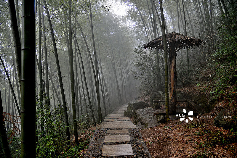 竹林深处图片素材