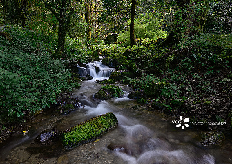 密林清泉图片素材