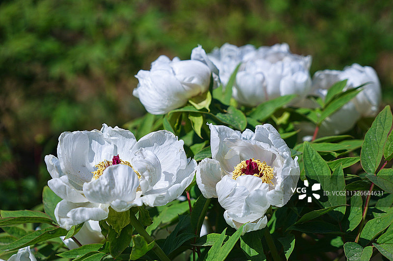 白牡丹图片素材