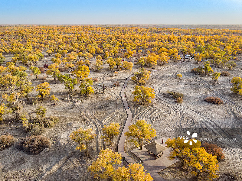 轮台胡杨林图片素材