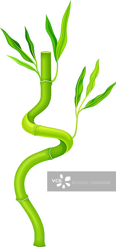 扭曲的竹子空心茎和绿色叶子图片素材