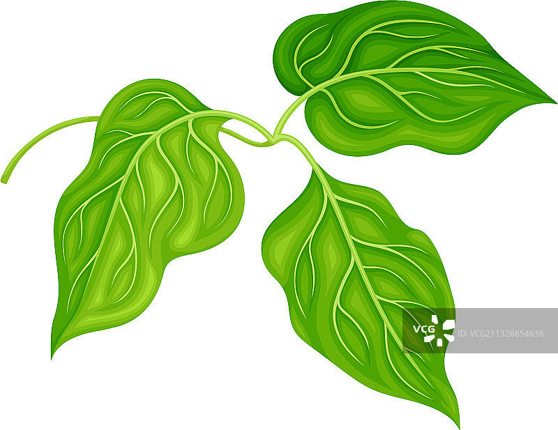带绿叶的豆芽植物图片素材