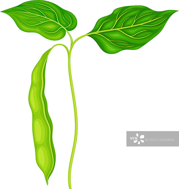 带悬挂物的绿色豆科植物图片素材
