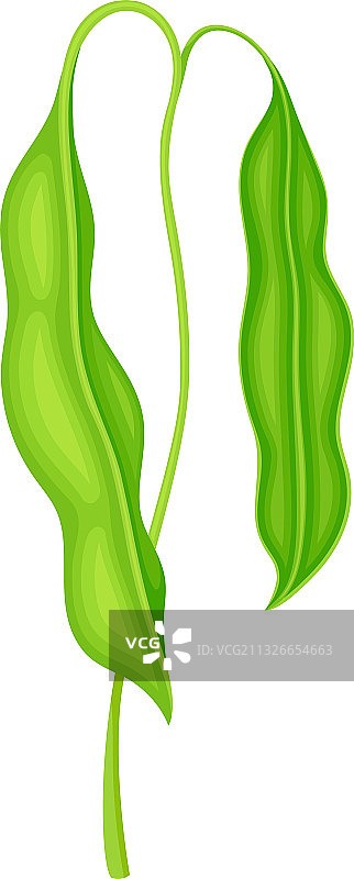 带悬挂物的绿色豆科植物图片素材