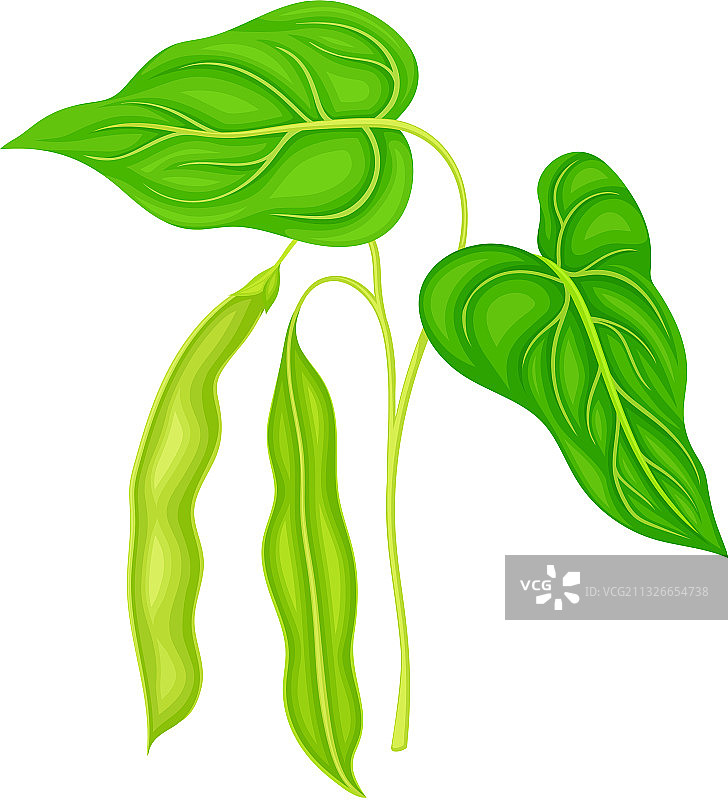 带悬挂物的绿色豆科植物图片素材
