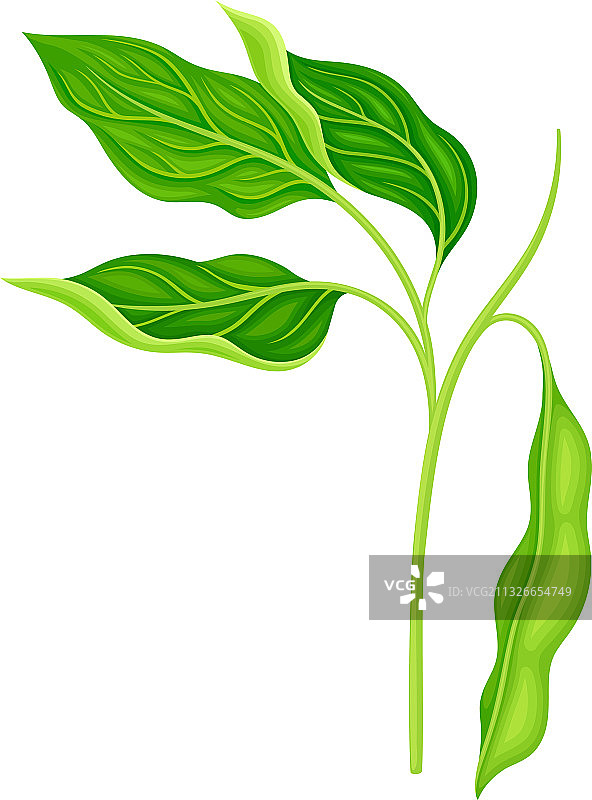 带悬挂物的绿色豆科植物图片素材