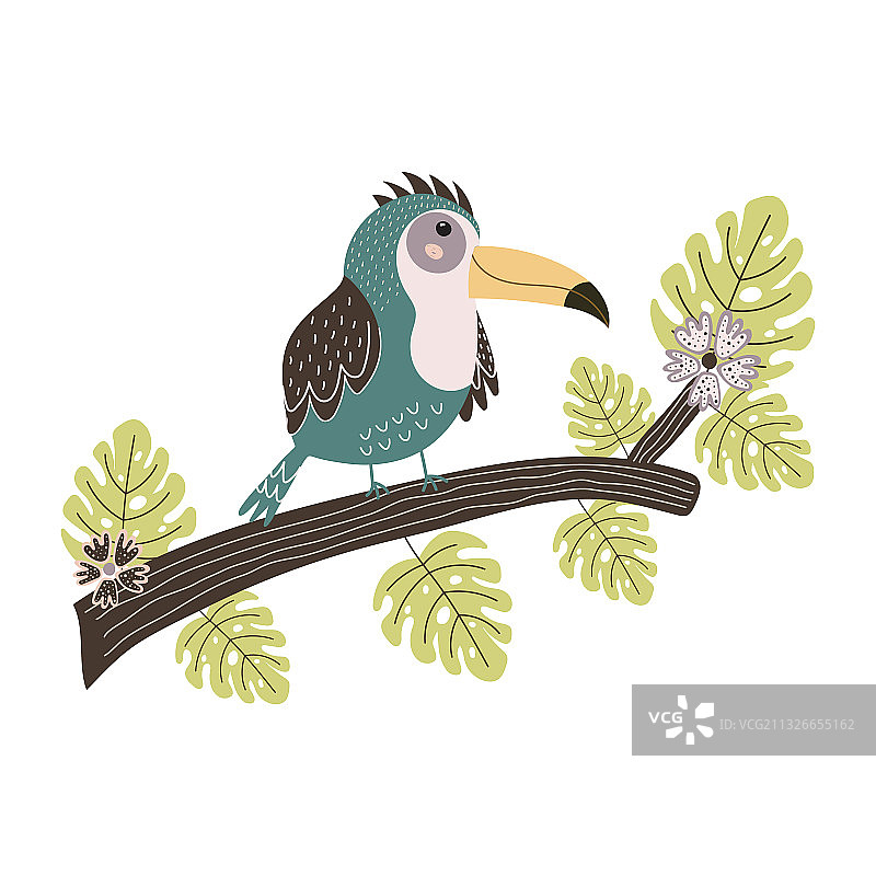 栖息在树枝上的可爱热带巨嘴鸟图片素材