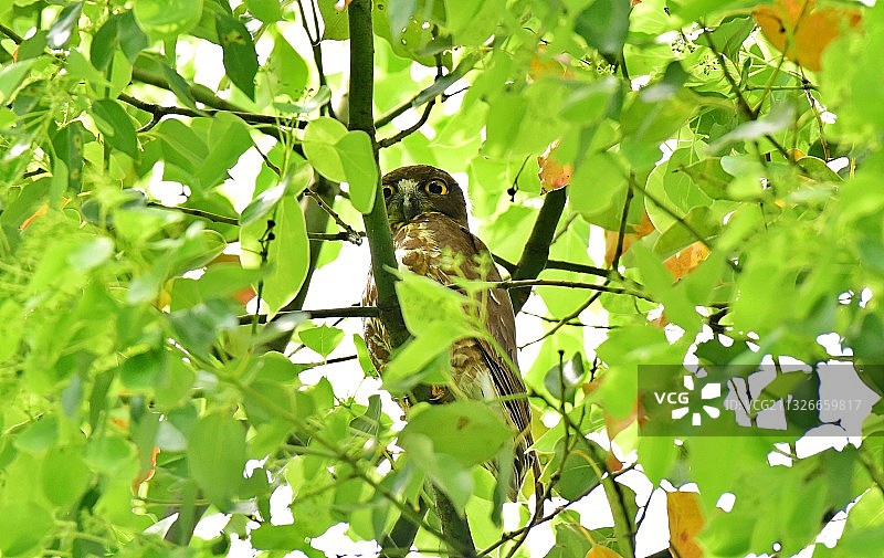 上海植物园猫头鹰北鹰鸮图片素材
