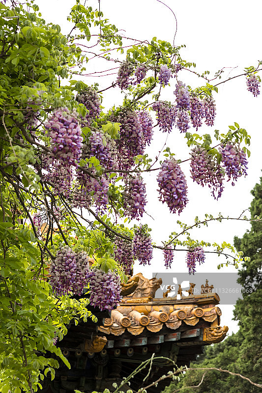 紫藤花开紫禁城图片素材