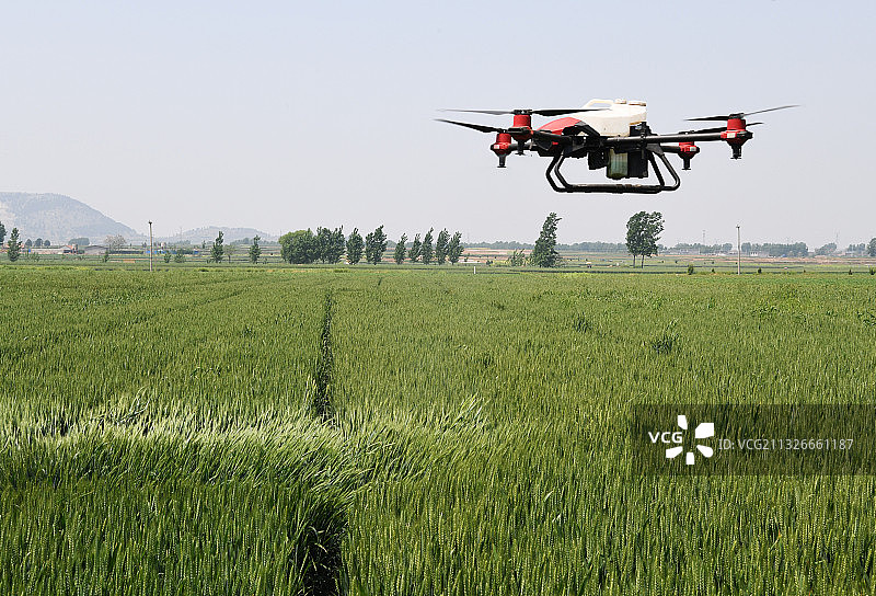山东枣庄山亭区农民用无人机喷药防治小麦病虫害图片素材