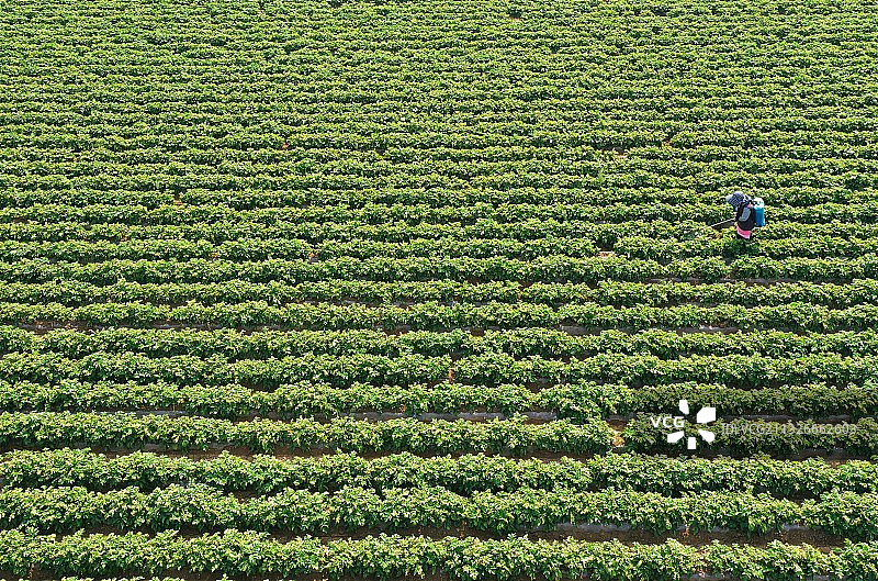 山东枣庄市山亭区农民在田间喷药防治马铃薯病虫害图片素材