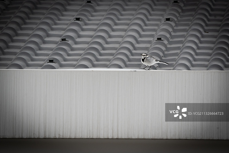 灰钯屋顶上的灰色小鸟图片素材