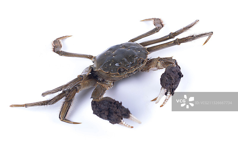 大闸蟹，白色背景，螃蟹图片素材
