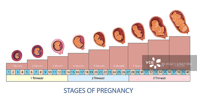 怀孕和胎儿发育阶段图片素材
